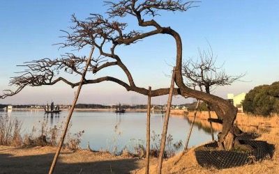 古树名木倒伏预警倾斜在线监测